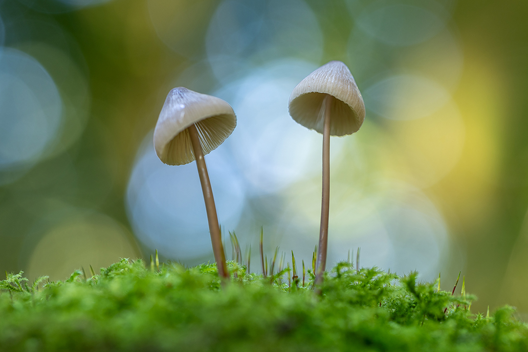 Mycena met mooie bokeh